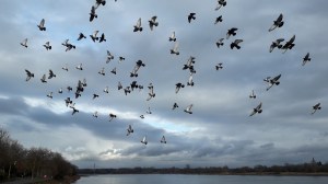 Vogelschwarm über dem Rheinufer